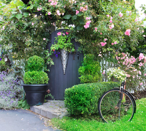 Gardening Tips for Growing Roses and Carrots Image